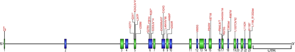 structural organizational scheme for the nine exons that form the 23,275 bp CTC1 gene