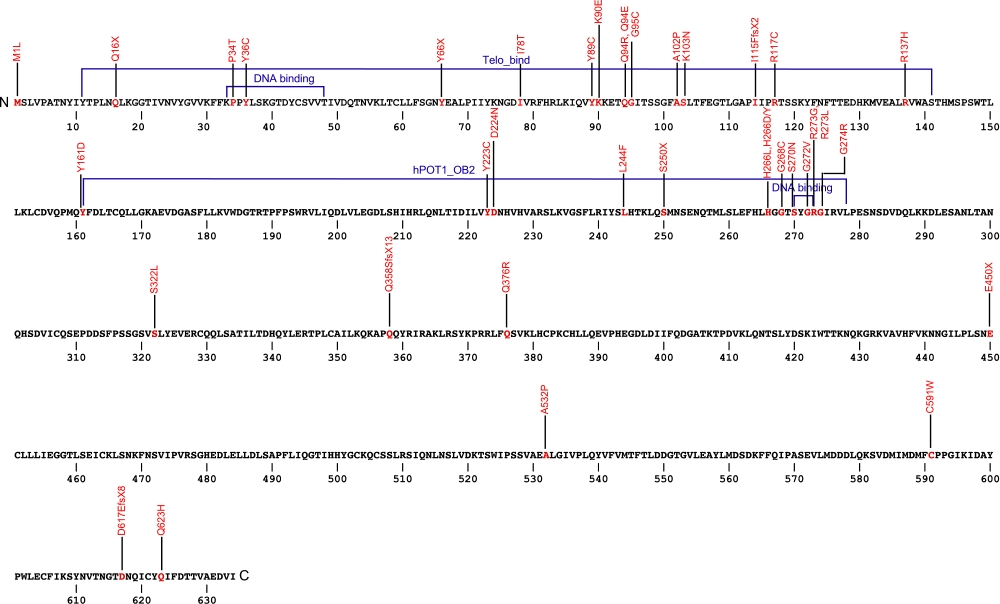 634 amino acid sequence for the POT1 protein