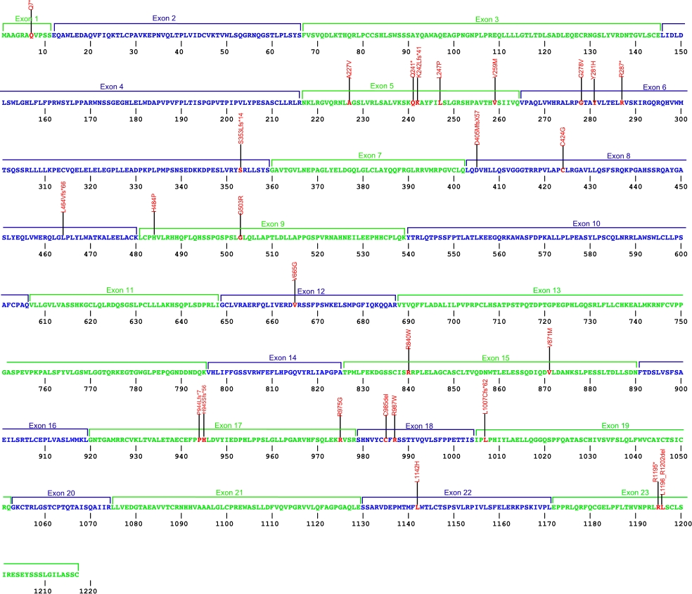 1217 amino acid sequence for CTC1 protein with 23 exons