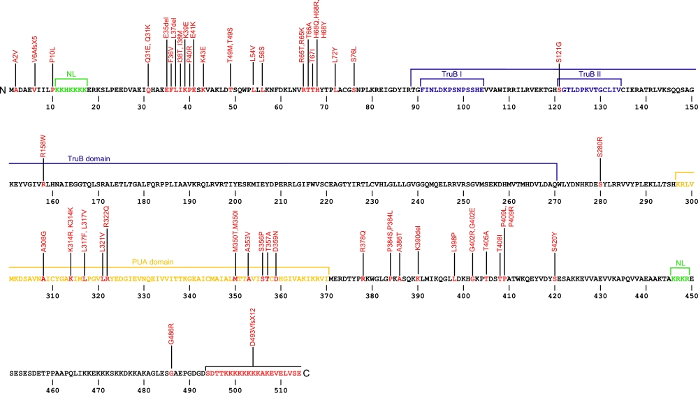 514 amino aid sequence for dyskerin protein