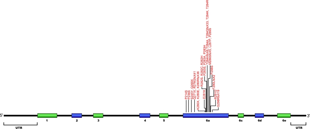 structural organizational scheme for the nine exons that form the 3032 bp TINF2 gene