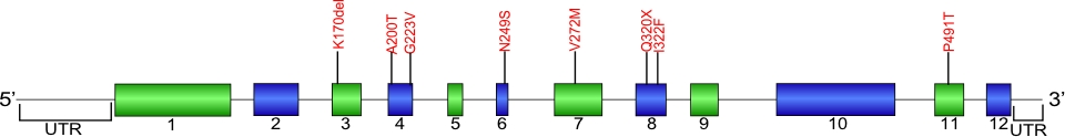 structural organizational scheme for the 12 exons that form the 3304 bp ACD gene
